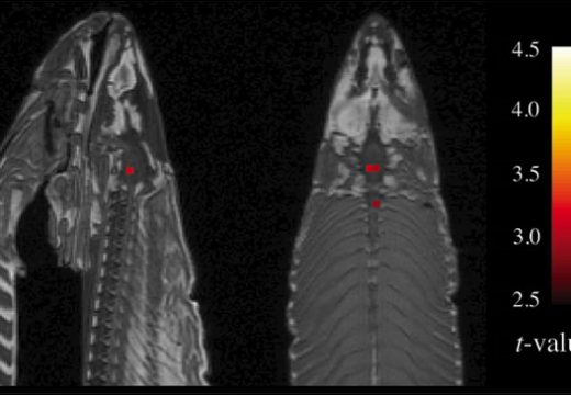 fmri-salmon