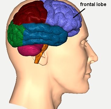 frontlobe11