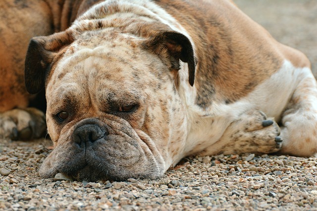 how to stop procrastinating: dog asleep