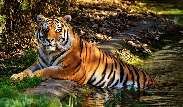 sustainable tourism protecting tiger