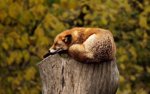 fox on log showing ways to relax