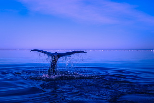 whale in ocean on world oceans day