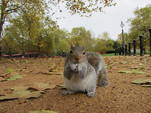 grey squirrel outside imperial